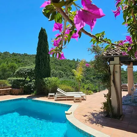 Provencal Facing The Gulf Of Saint-tropez *
